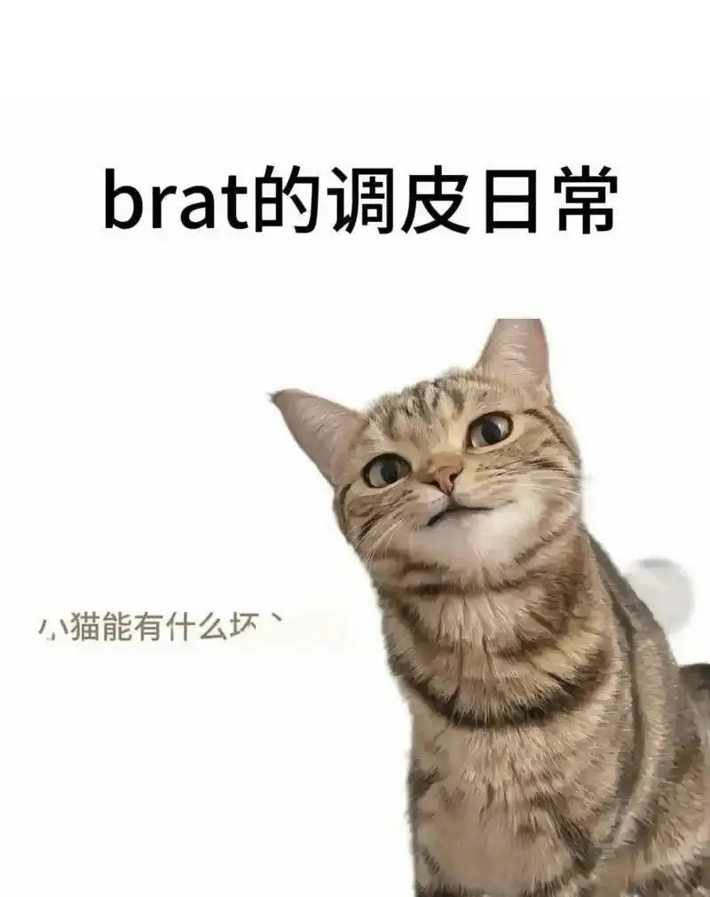 【西檬之家】K9是什么？字母圈新人入圈必读的犬系角色扮演指南
